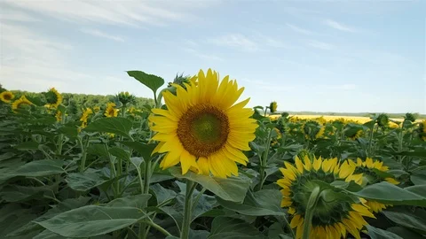 Close up of a sunflower. Push in wide angle shot. Stock Footage 114405833