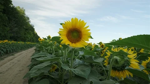 Close up of a sunflower. Push in wide angle shot. Stock Footage 114407029