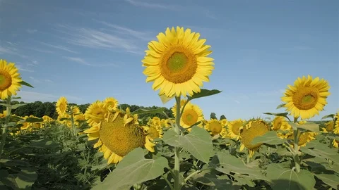 Close up of a sunflower. Push in wide angle shot. Stock Footage 114407211