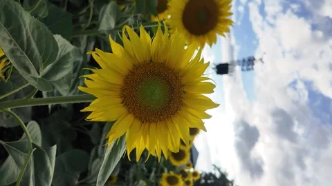 Close-up of sunflower rotating 360 degrees Stock Footage 284258088
