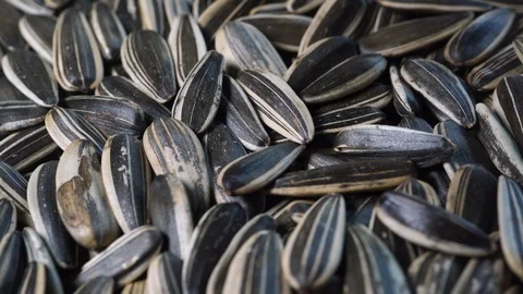 Close up Sunflower Seeds Stock Footage 97289022