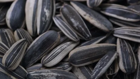Close up Sunflower Seeds Stock Footage 97375295