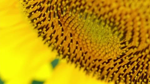 Close-up of sunflower stamens Stock Footage 258223064