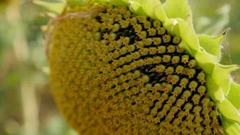 Close up of a sunflower. Sunflowers field Stock Footage 136242545