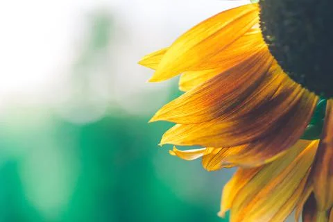 Close-up of sunflower in sunlight. Stock Photos