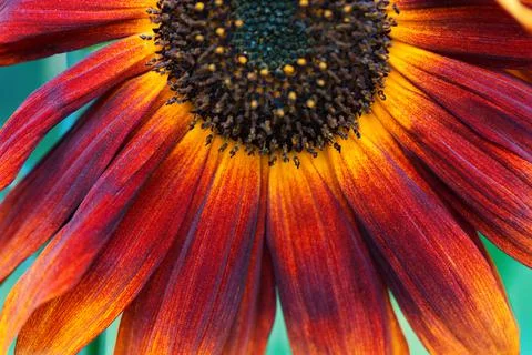 Close-up of sunflower in sunlight. Stock Photos