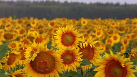 Close-up sunflower at sunset in the field 스톡 동영상 169012413