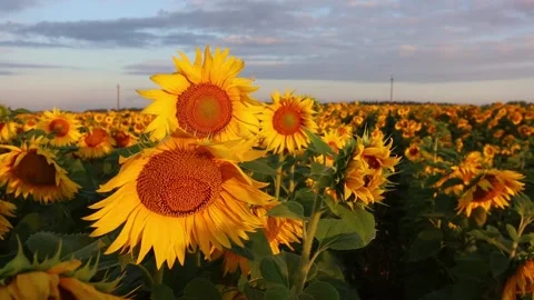 Close-up sunflower at sunset in the field Video stock 169012653