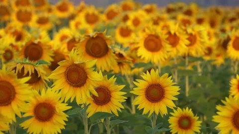 Close-up sunflower at sunset in the field Video stock 179520619