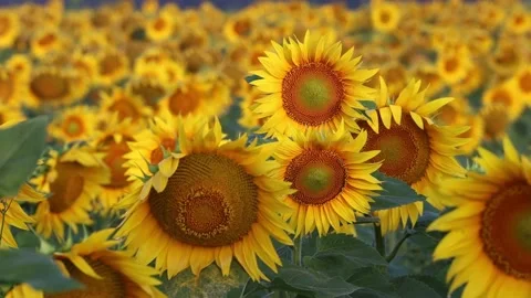 Close-up sunflower at sunset in the field Video stock 179520831