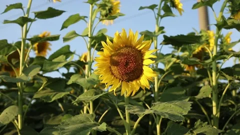 Close up sunflower in sunset light Stock Footage 231315669