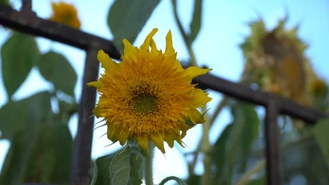 Close-up sunflower swaying in the wind. Stock Footage 93525223