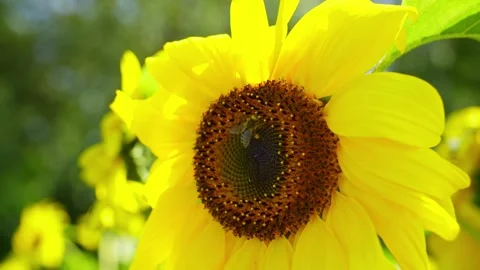 A close-up of a sunflower to which a bee flies for pollen. Stock Footage 261517317