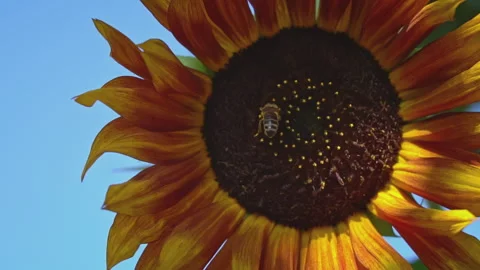 Close-up of a Sunflower on Which a Bee Sits Stock Footage 252089683