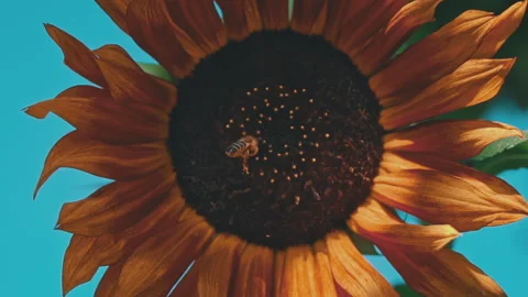 Close-up of a Sunflower on Which a Bee Sits Video stock 252094375