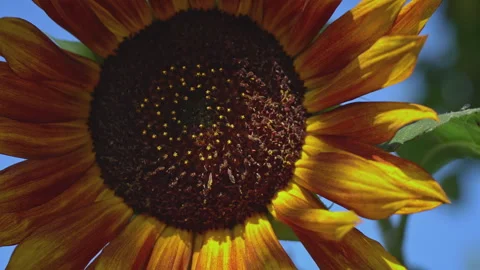 Close-up of a Sunflower on Which a Bee Sits Stock Footage 252172527