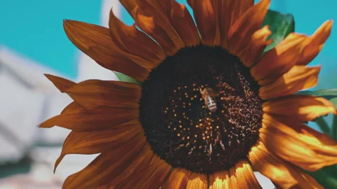 Close-up of a Sunflower on Which a Bee Sits Stock Footage 252252490