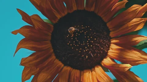 Close-up of a Sunflower on Which a Bee Sits Stock Footage 252884240