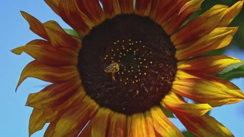 Close-up of a Sunflower on Which a Bee Sits Stock Footage 255526175