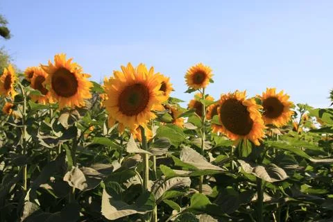 Close-Up Sunflowers Against Blue Sky Stock Photos