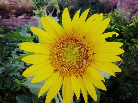 Close Up Sunflowers Bloom In Spring  Stock Photos