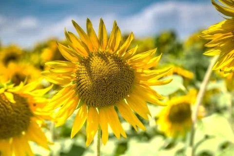 Close up of sunflowers field and cloudy sky Stock Photos
