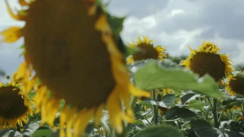 Close-up of sunflowers in the field Stock Footage 221217295