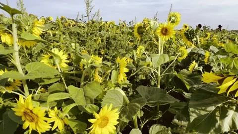 Close up sunflowers in field Stock Footage 277956033