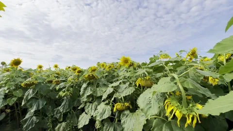 Close up sunflowers in field Stock Footage 279900336