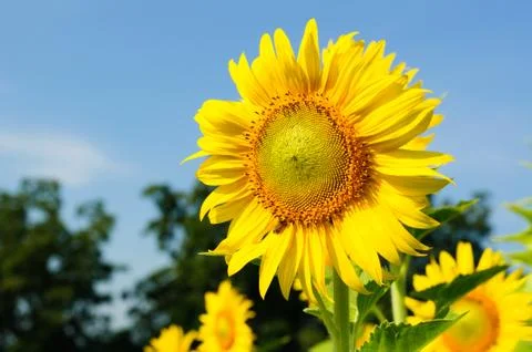 Close-up of sunflowers on field Stock Photos