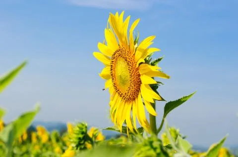Close-up of sunflowers on field Foto stock