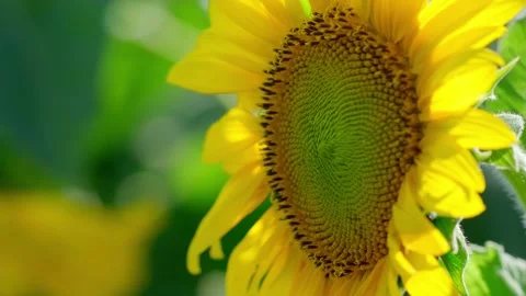 Close-up of sunflowers Stock Footage 258222826