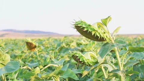 Close up sunflowers head down after pollination and blooming. End of crop sea Stock-Footage 162325110