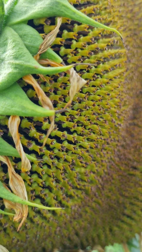 Close-up of a sunflower's intricate seed pattern with fading petals. Video stock 285481493