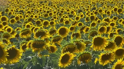 Close up sunflowers moving in breeze Stock Footage 250247381