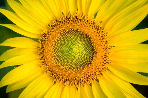 Close up of sunflowers Stock Photos