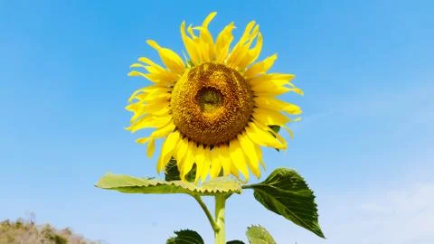 Close-up of sunflowers Stock Photos