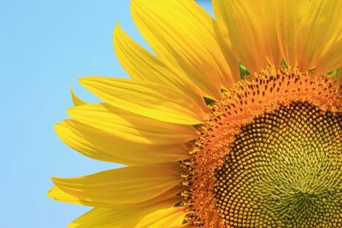 Close up of sunflowers Stock Photos