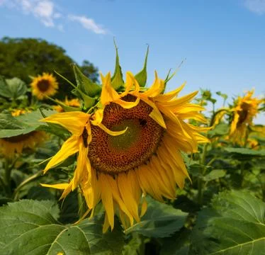 Close-up of sunflowers 库存照片