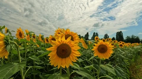 Close up of sunflowers on a summer day Stock Footage 284956320