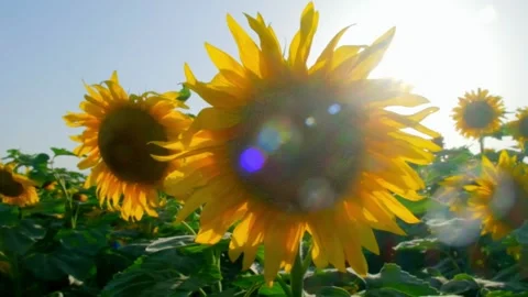 Close-up of sunflowers in the sun Stock Footage 258225686