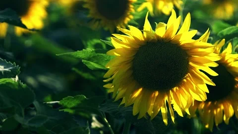Close-up of sunflowers at sunset Stock Footage 258222110