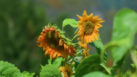 Close-Up of Sunflowers Swaying in the Wind with Blurred Mountain Valley Stock Footage 320173779
