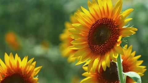 Close-up Sunflowers swaying in the wind Stock Footage 65833016