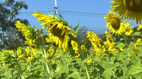 Transparent Sunflowers Stock Videos – Royalty-Free HD & 4K Videos | Pond5