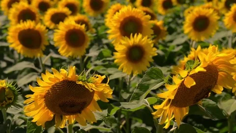 Close up of sunflowers in the wind Stock Footage 79958999