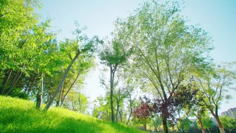 Close-up of Sunlight Filtering Through Leaves Stock Footage 295857558
