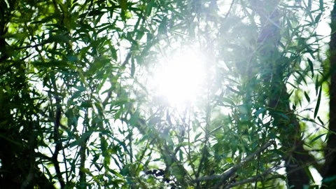 Close-up of sunlight passing through leaves - collection Stock Footage 259050283