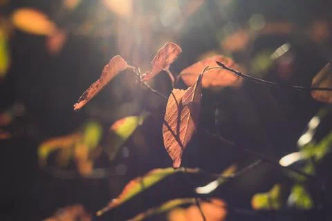 Close up sunlight through fall foliage concept photo Stock-Fotos