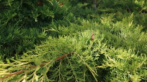Close-up of Sunlit Coniferous Branches Stock Photos